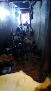 Bumbu tengkleng kambing solo spesial 56748