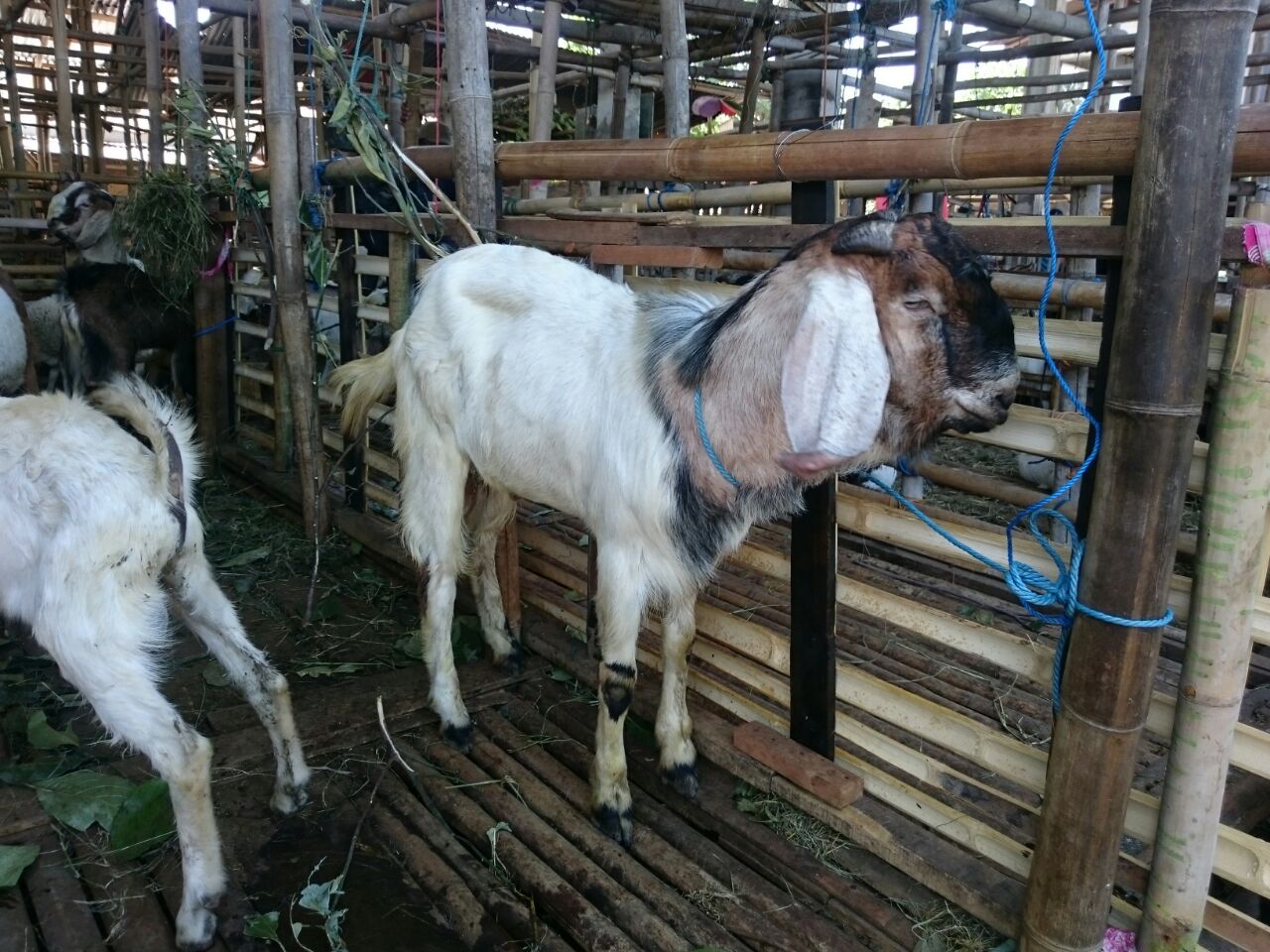 Jual beli kambing murah untuk kurban tahun 2017 - Tengkleng Solo