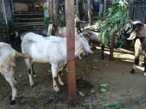 Kambing korban di kota solo 2018 dan juga wilayah sekitarnya